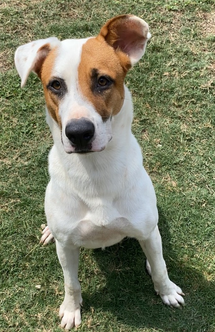 Shelby, an adoptable English Pointer in Port Lavaca, TX, 77979 | Photo Image 3