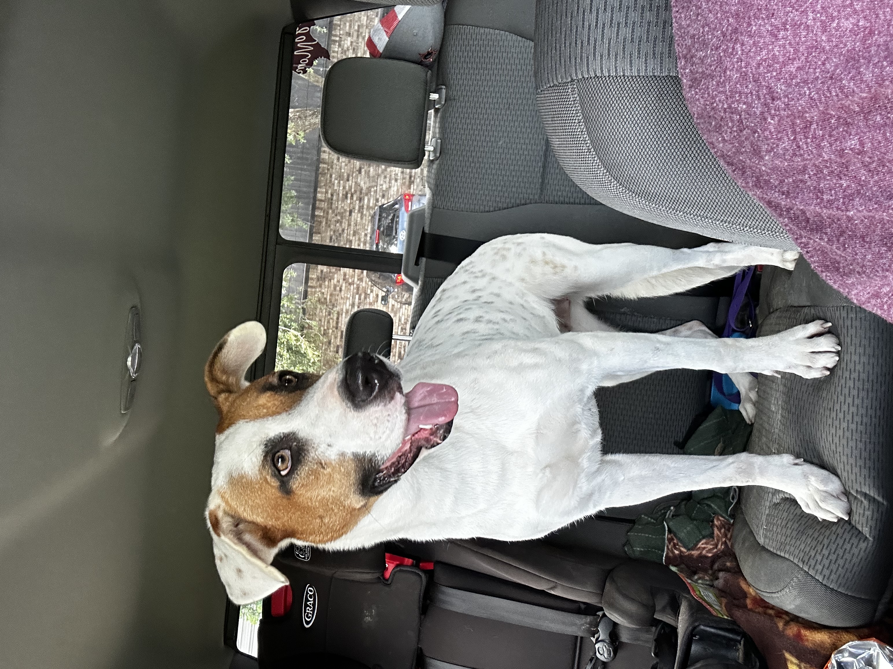 Shelby, an adoptable English Pointer in Port Lavaca, TX, 77979 | Photo Image 4