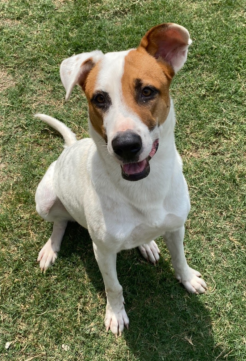 Shelby, an adoptable English Pointer in Port Lavaca, TX, 77979 | Photo Image 2
