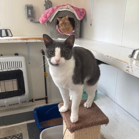 Enlarge Ashley, a ADOPTABLE Domestic Short Hair in Ashland, OH image 2/4