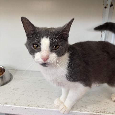 Enlarge Ashley, a ADOPTABLE Domestic Short Hair in Ashland, OH image 1/4