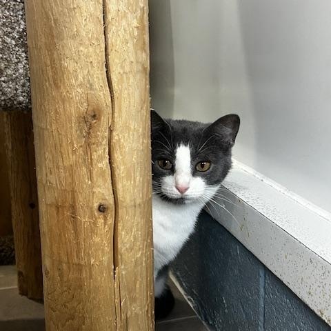 Enlarge Ashley, a ADOPTABLE Domestic Short Hair in Ashland, OH image 3/4