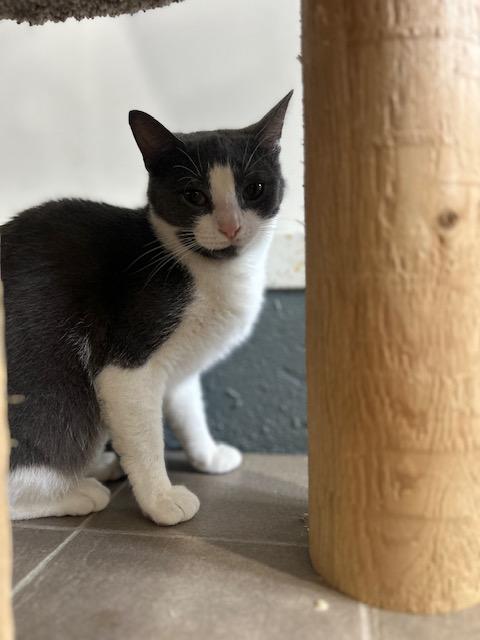 Enlarge Ashley, a ADOPTABLE Domestic Short Hair in Ashland, OH image 4/4