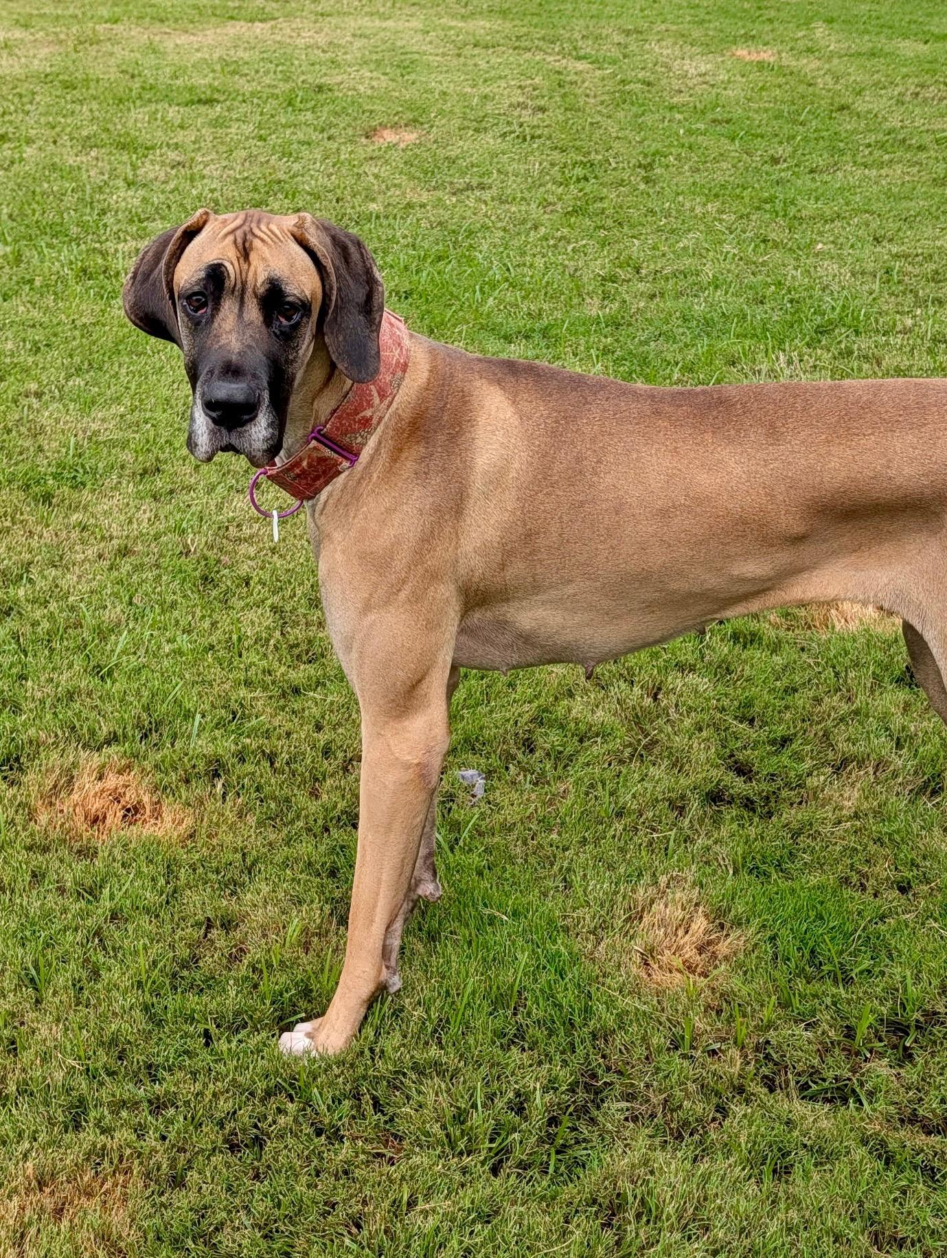 Poison Ivy, a ADOPTABLE Great Dane in Joppa, AL image 3/5