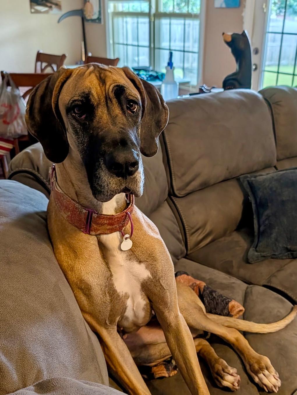 Poison Ivy, a ADOPTABLE Great Dane in Joppa, AL image 5/5