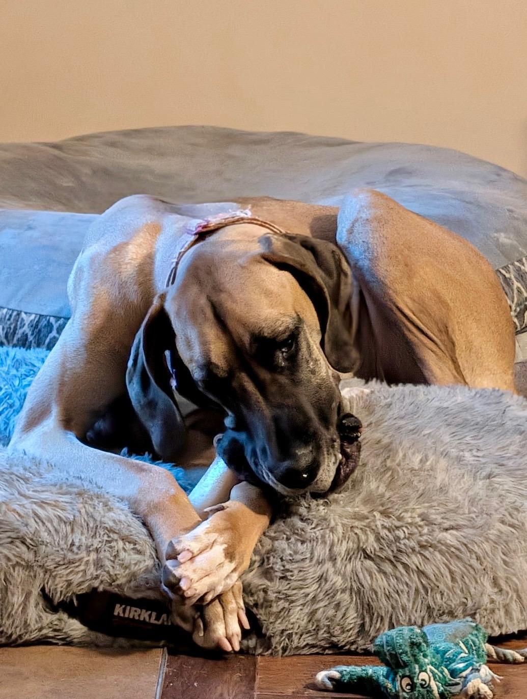 Poison Ivy, a ADOPTABLE Great Dane in Joppa, AL image 2/5