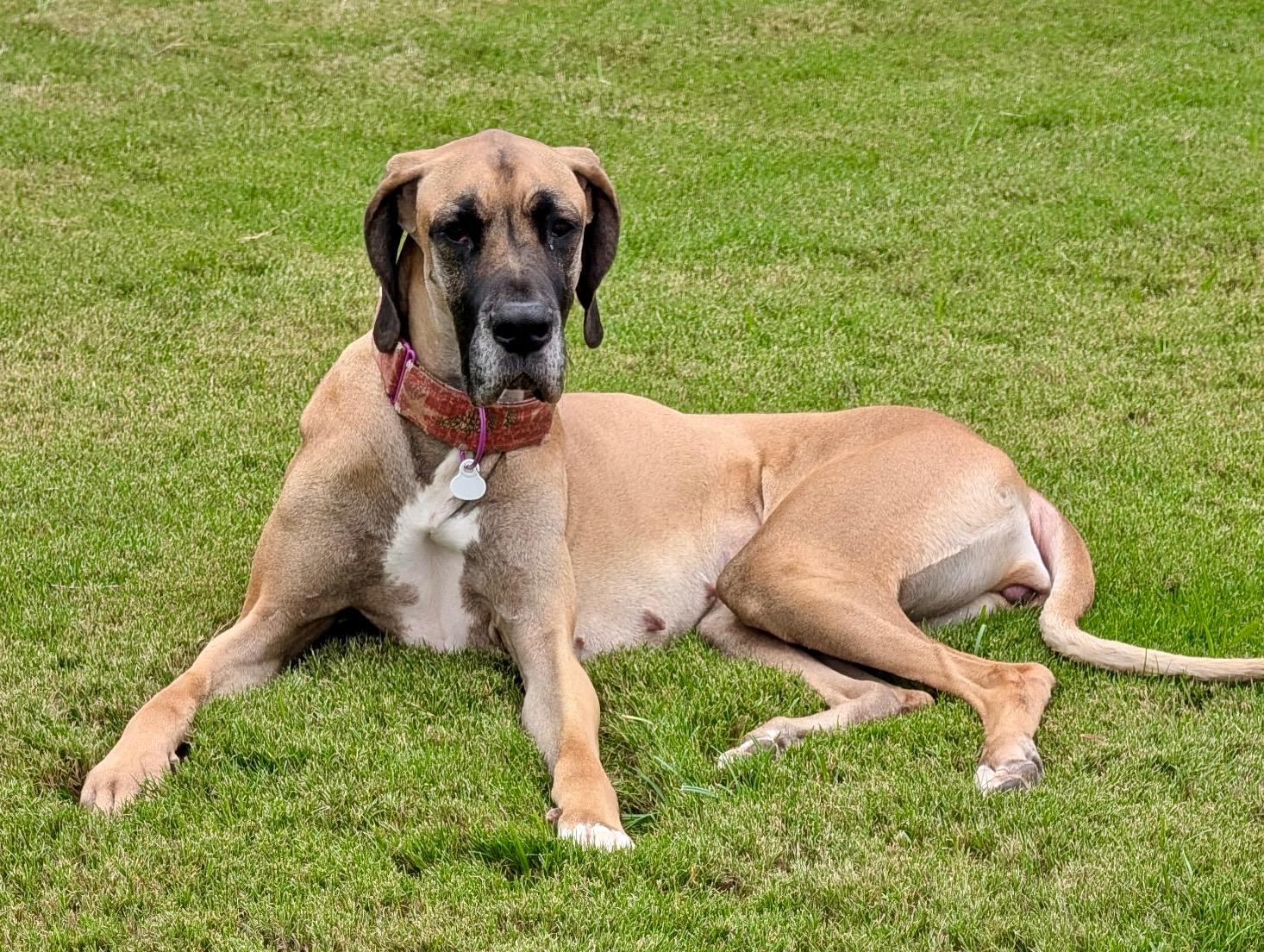 Poison Ivy, ADOPTABLE, Adult Female Great Dane.