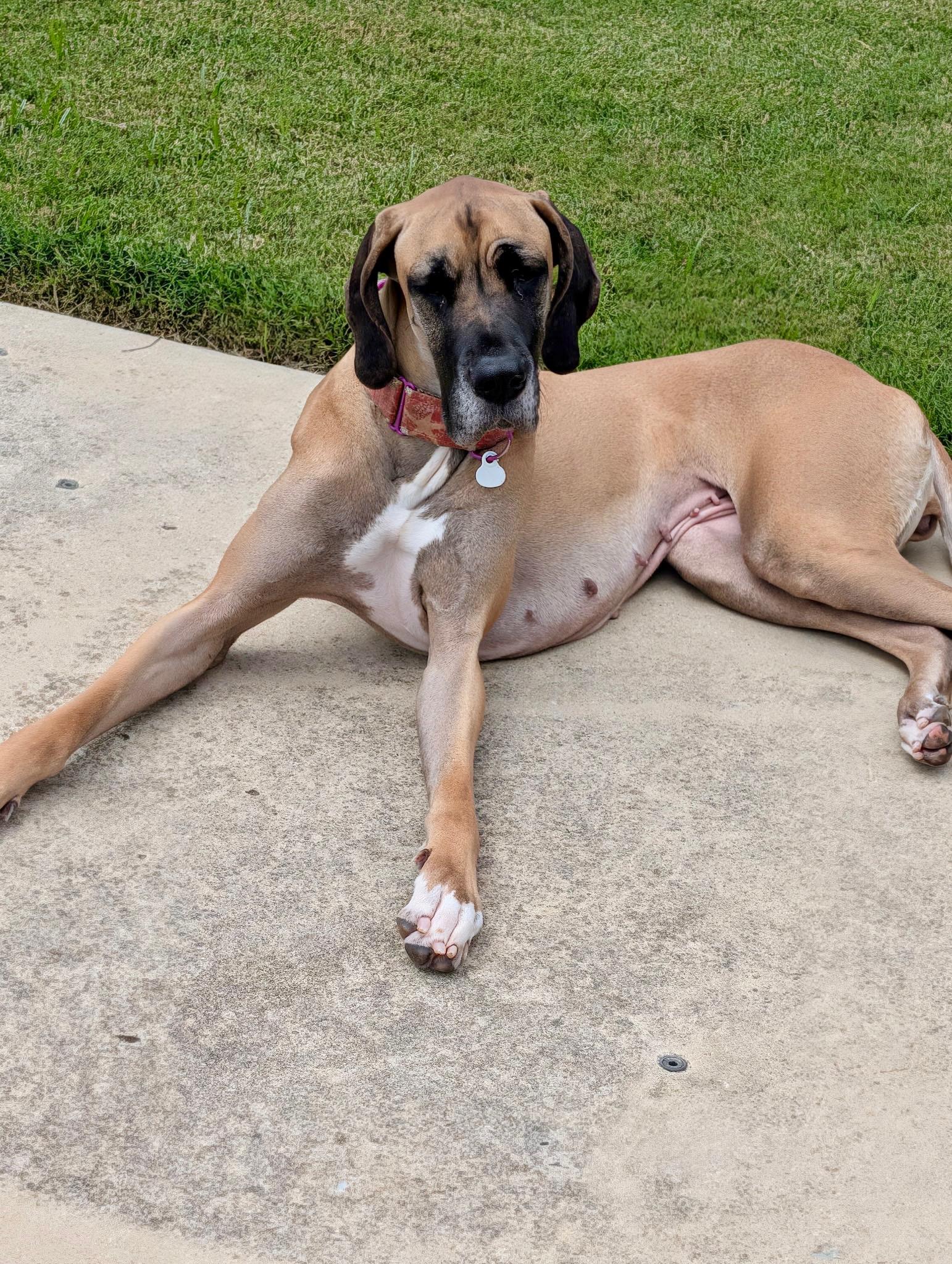 Poison Ivy, a ADOPTABLE Great Dane in Joppa, AL image 4/5