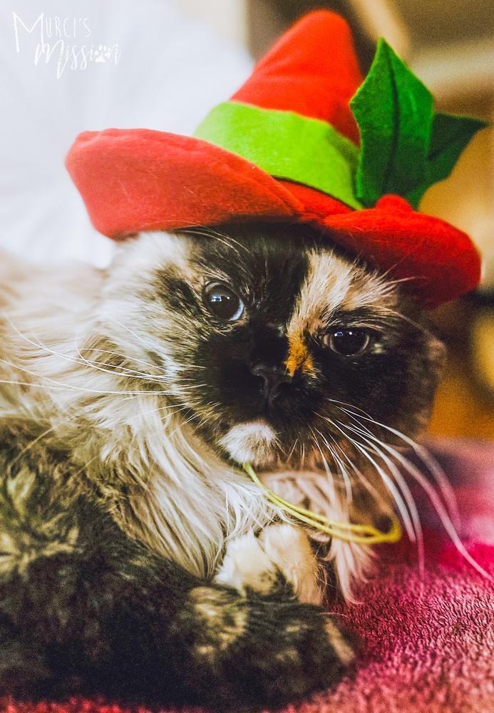 Janus, a Adoptable mixed breed in Spokane , WA image 3/3