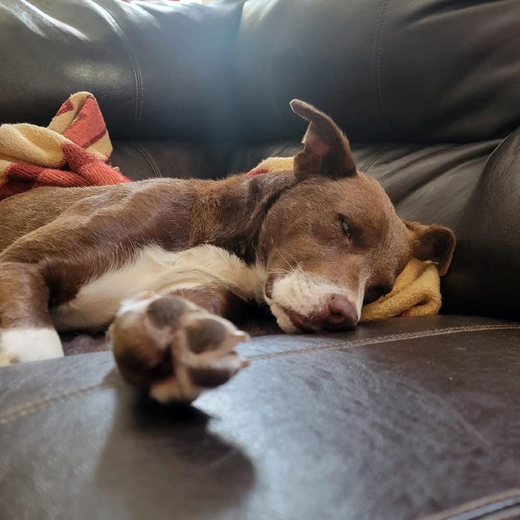 Howie, a Adoptable mixed breed in Spring Hill, KS image 1/5