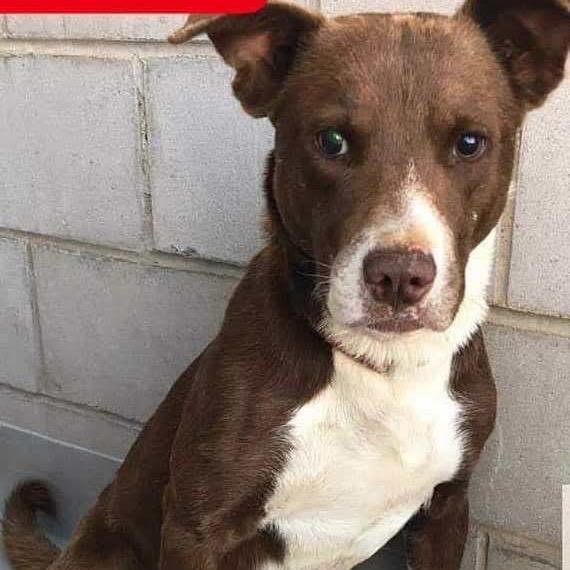 Howie, a Adoptable mixed breed in Spring Hill, KS image 2/5