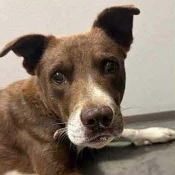 Howie, a Adoptable mixed breed in Spring Hill, KS image 3/5