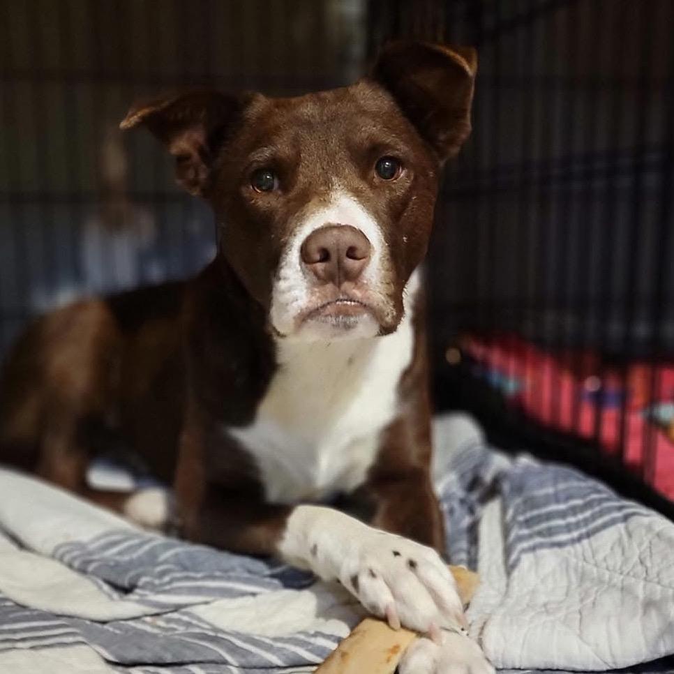 Howie, a Adoptable mixed breed in Spring Hill, KS image 4/5
