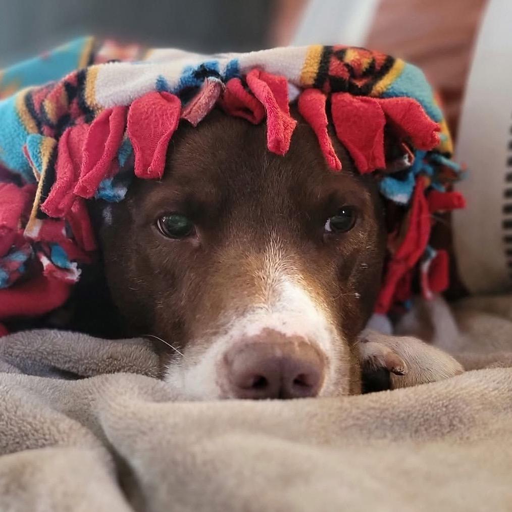 Howie — thumbnail 5