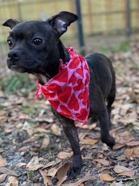 Enlarge Cassie, an adopted mixed breed in Pass Christian, MS image 6/6