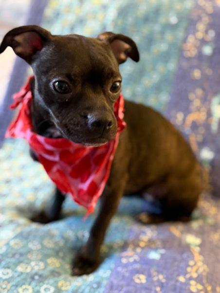 Enlarge Cassie, an adopted mixed breed in Pass Christian, MS image 2/6