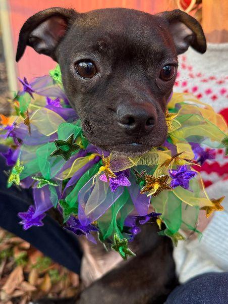 Enlarge Cassie, an adopted mixed breed in Pass Christian, MS image 1/6