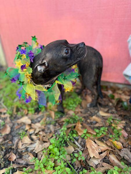 Enlarge Cassie, an adopted mixed breed in Pass Christian, MS image 5/6