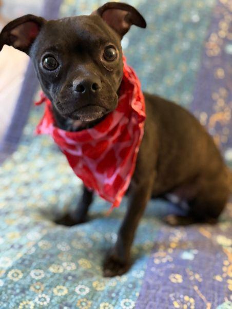 Enlarge Cassie, an adopted mixed breed in Pass Christian, MS image 3/6