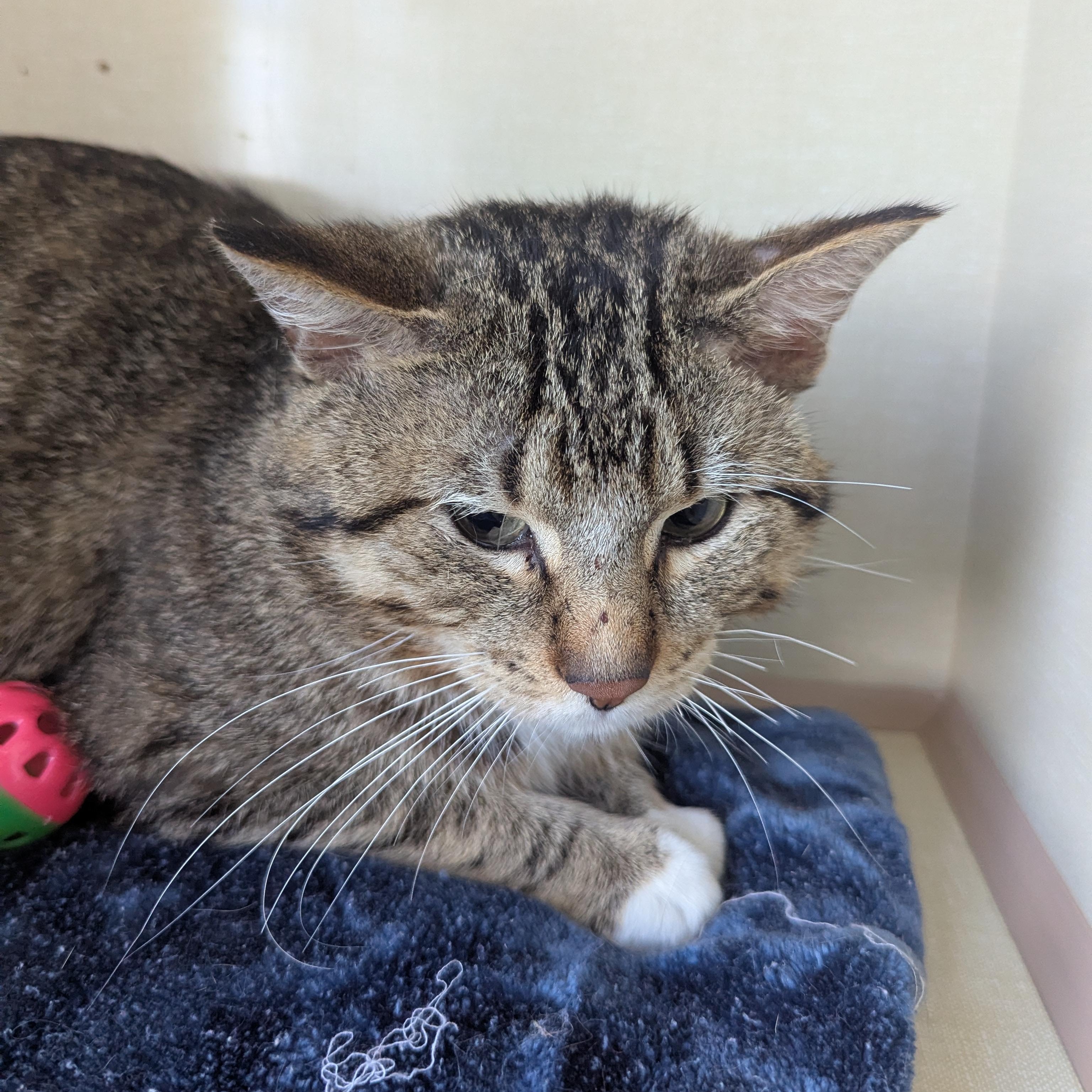 Enlarge Detour, a ADOPTABLE Domestic Short Hair in Morden, MB image 2/3
