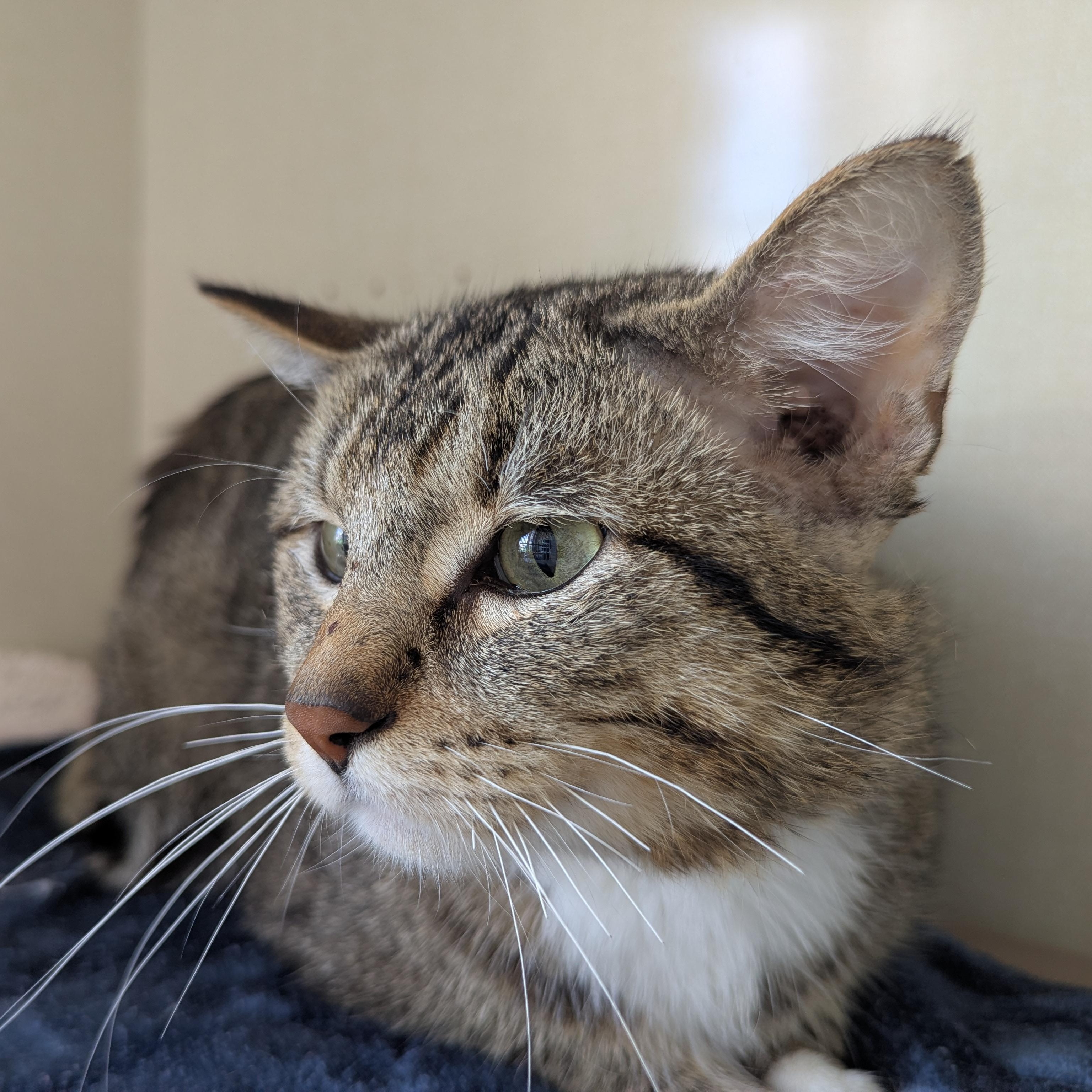 Enlarge Detour, a ADOPTABLE Domestic Short Hair in Morden, MB image 3/3