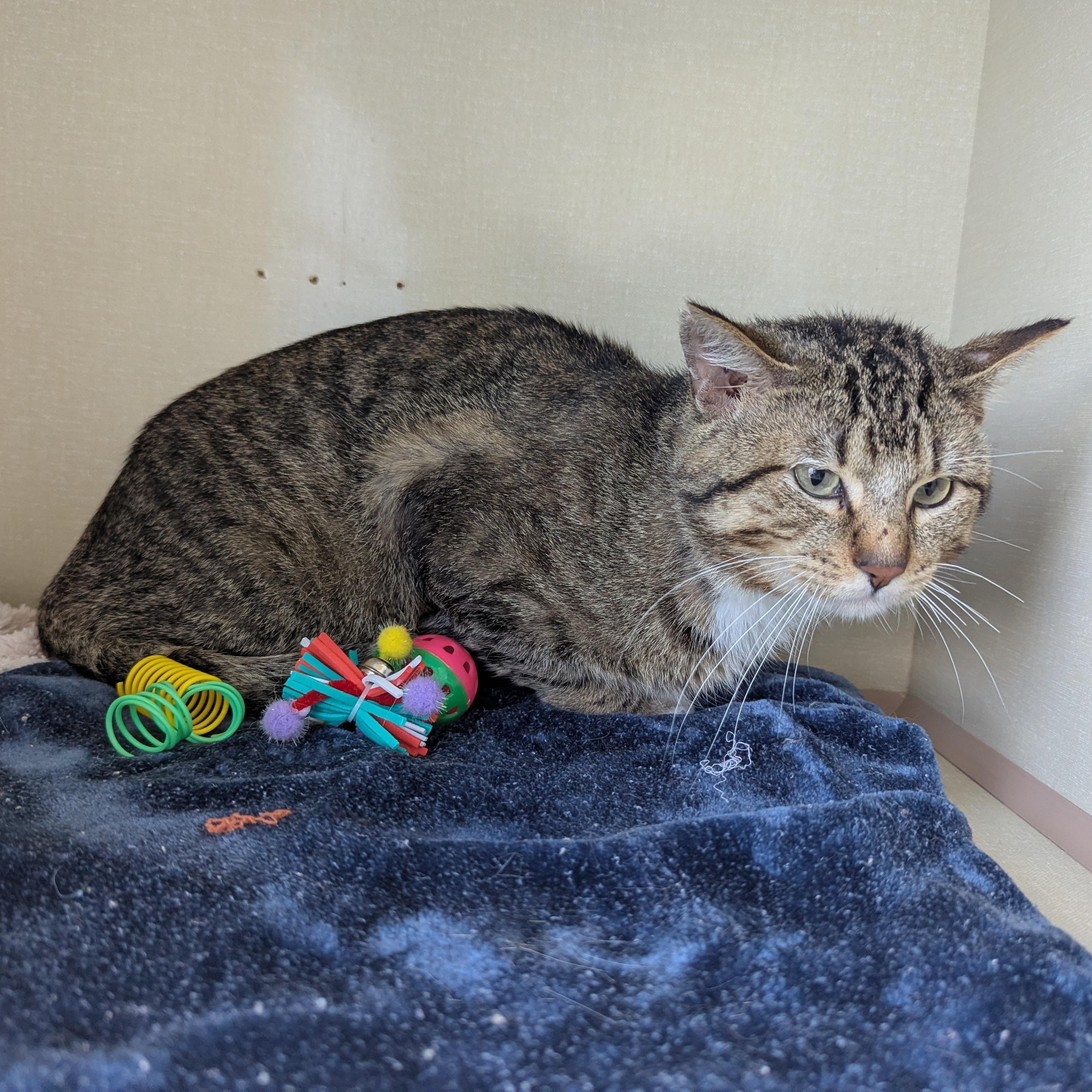 Detour, ADOPTABLE, Adult Male Domestic Short Hair.