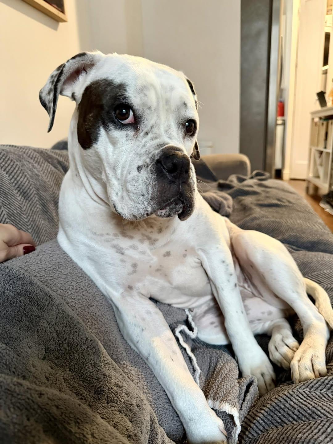 Ada, Adoptable, Adult Female Boxer.