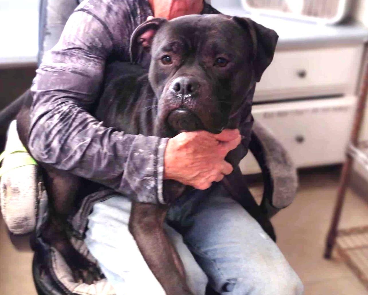 Ringo Look at his FACE! Young Gentle Sweet Boy!