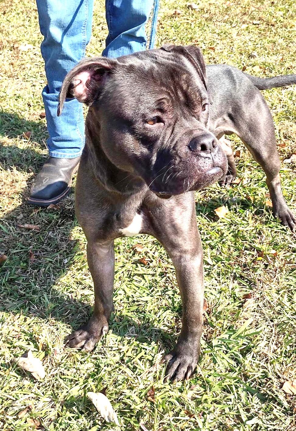 Ringo Look at his FACE! Young Gentle Sweet Boy!