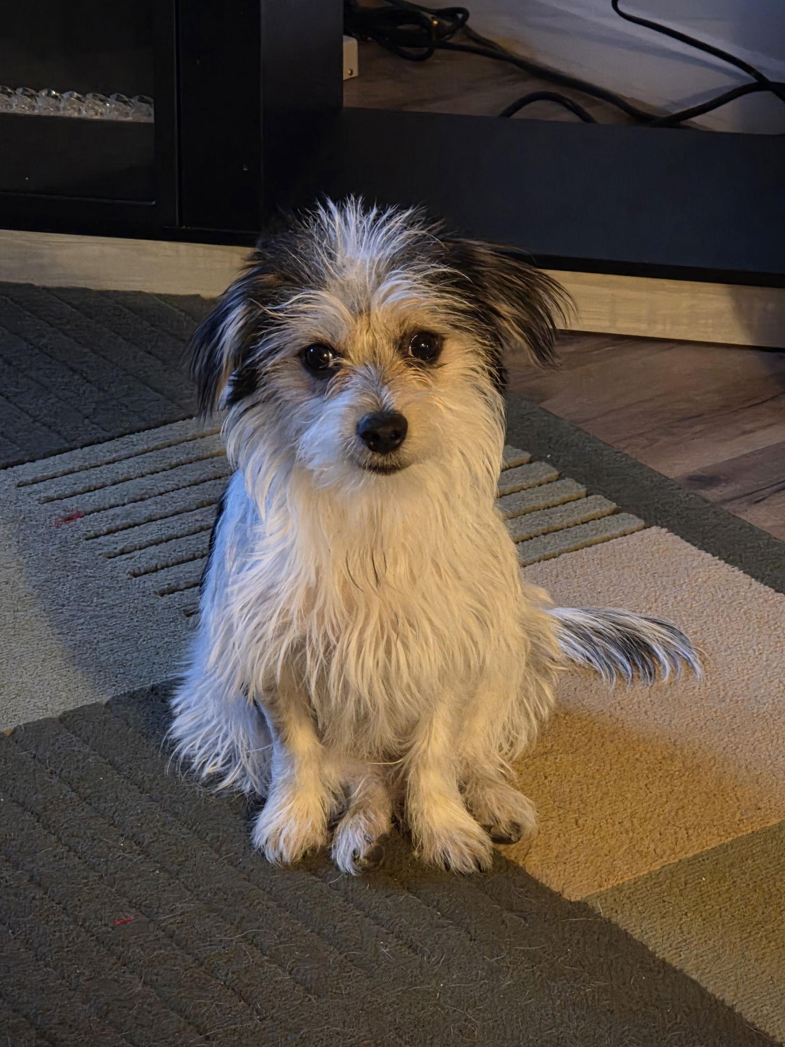 Enlarge Puppy Arlo, a Adopted mixed breed in Westminster, MD image 1/3