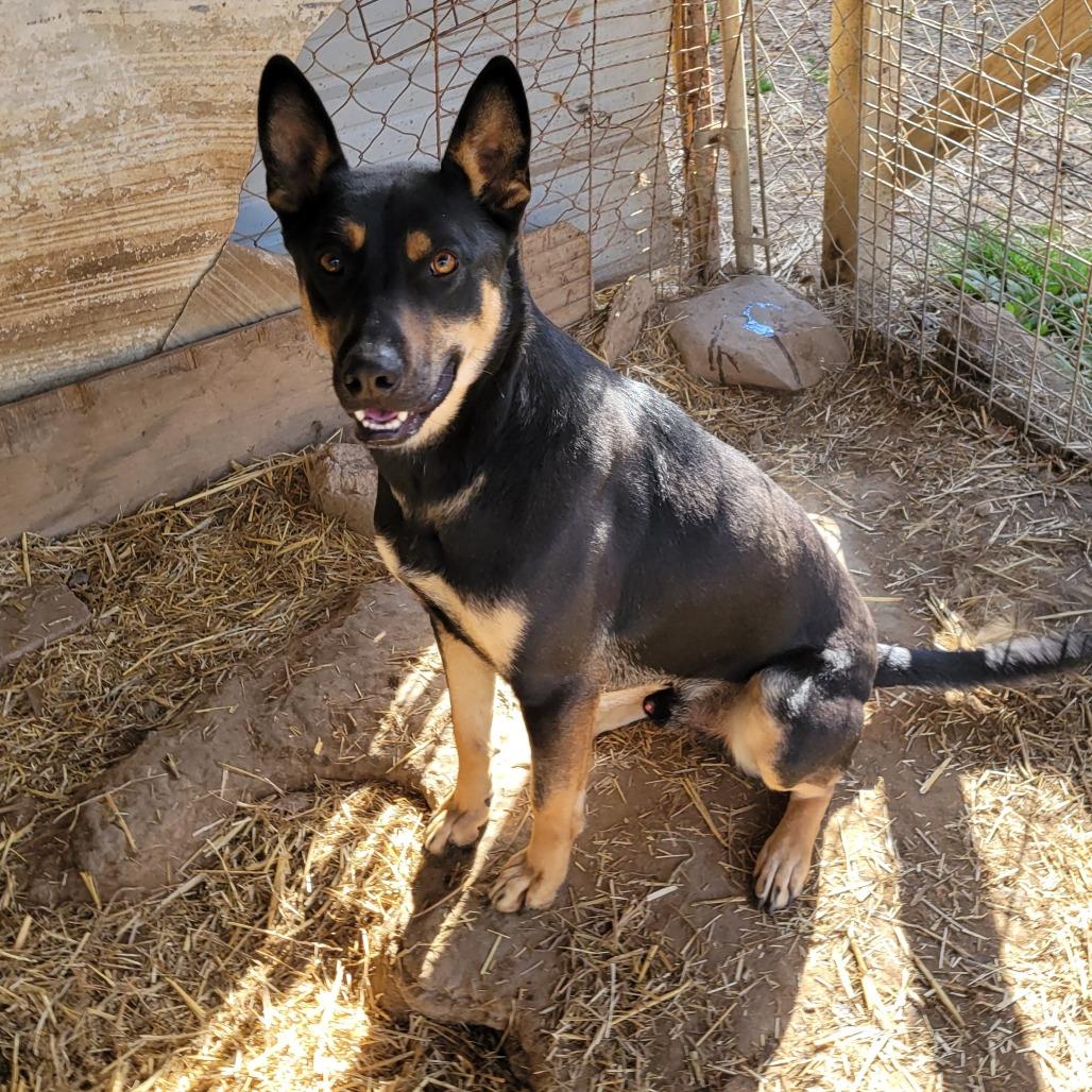 Mikey, a Adoptable mixed breed in Boaz, AL image 1/3