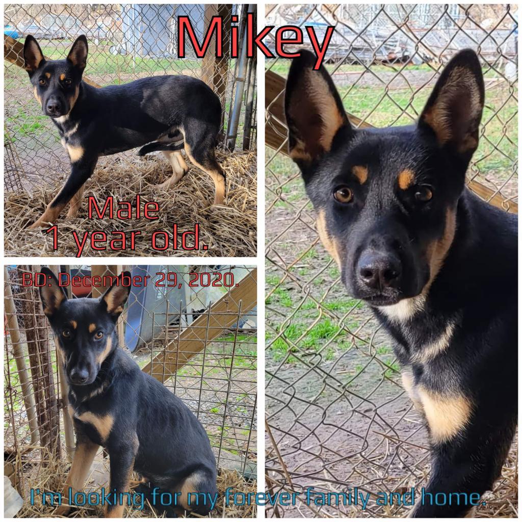 Mikey, a Adoptable mixed breed in Boaz, AL image 3/3