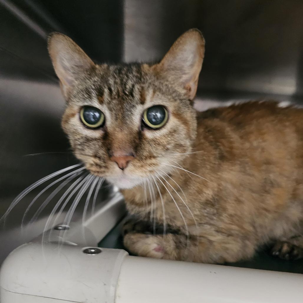 Charlie — thumbnail 2