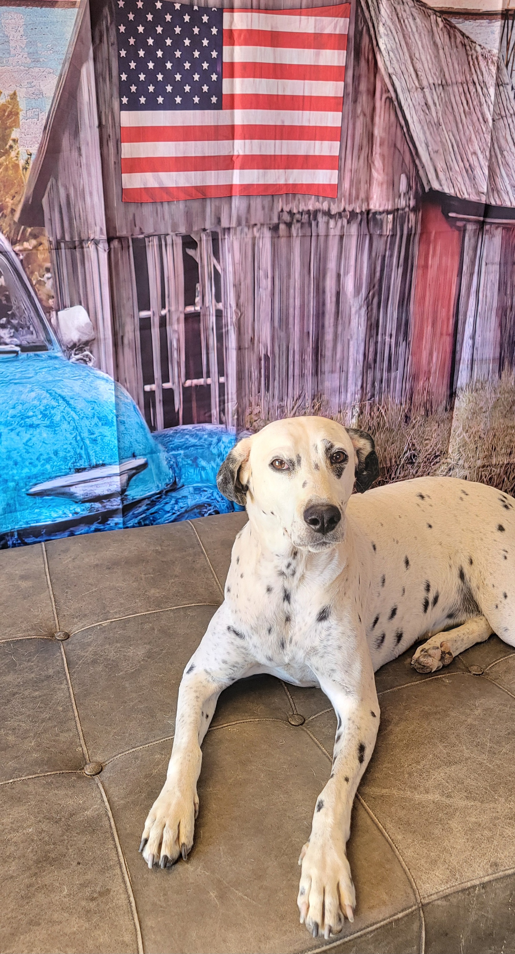 Cookie, a Adoptable Dalmatian in Lancaster, CA image 1/4