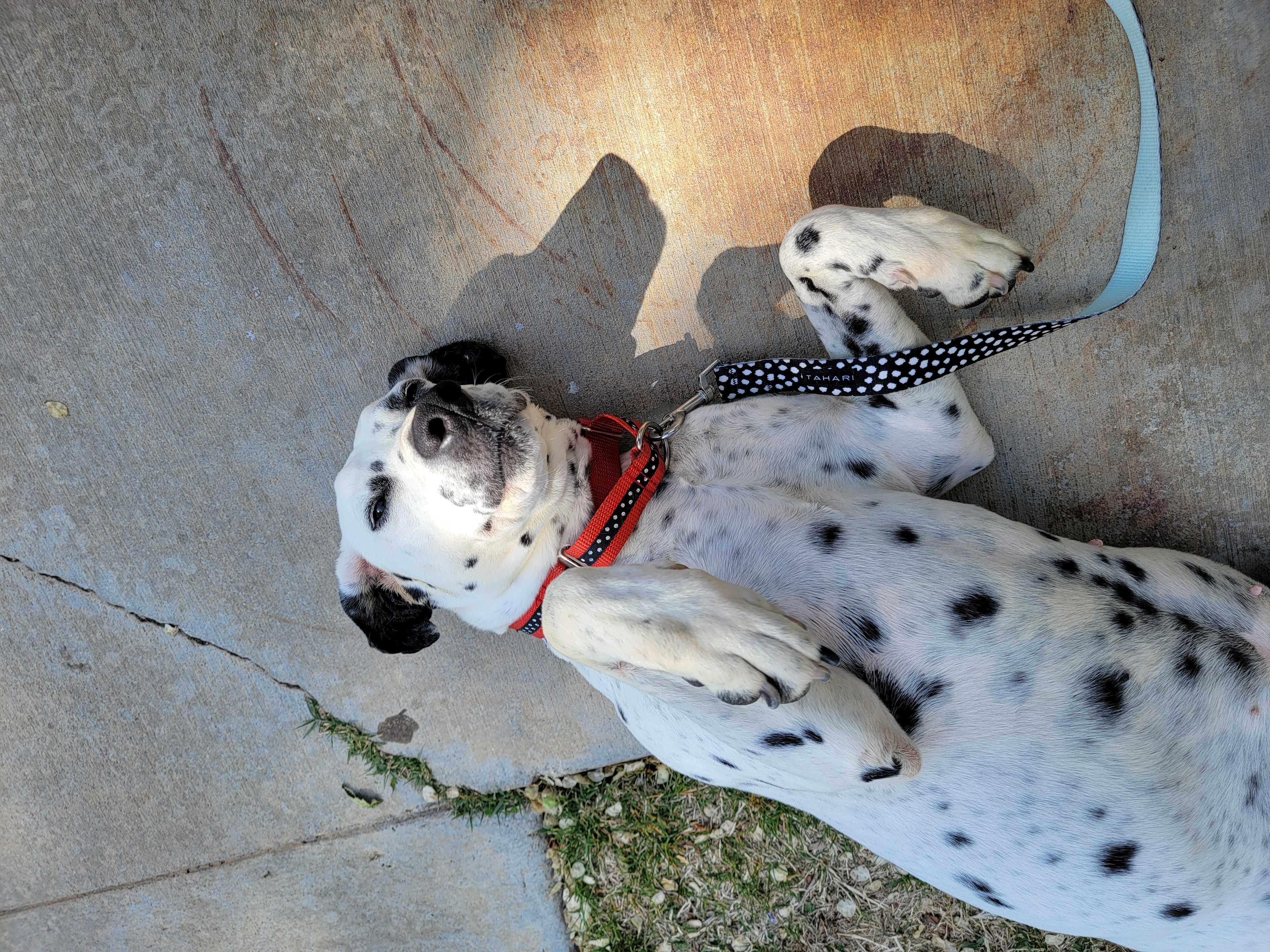 Cookie, a Adoptable Dalmatian in Lancaster, CA image 2/4