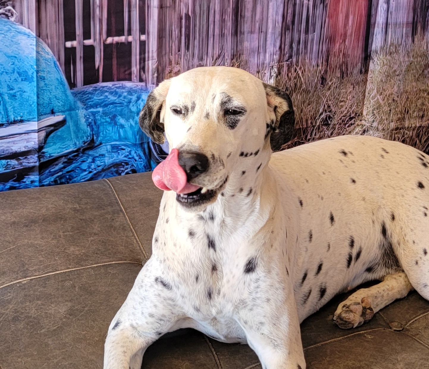 Cookie, a Adoptable Dalmatian in Lancaster, CA image 3/4