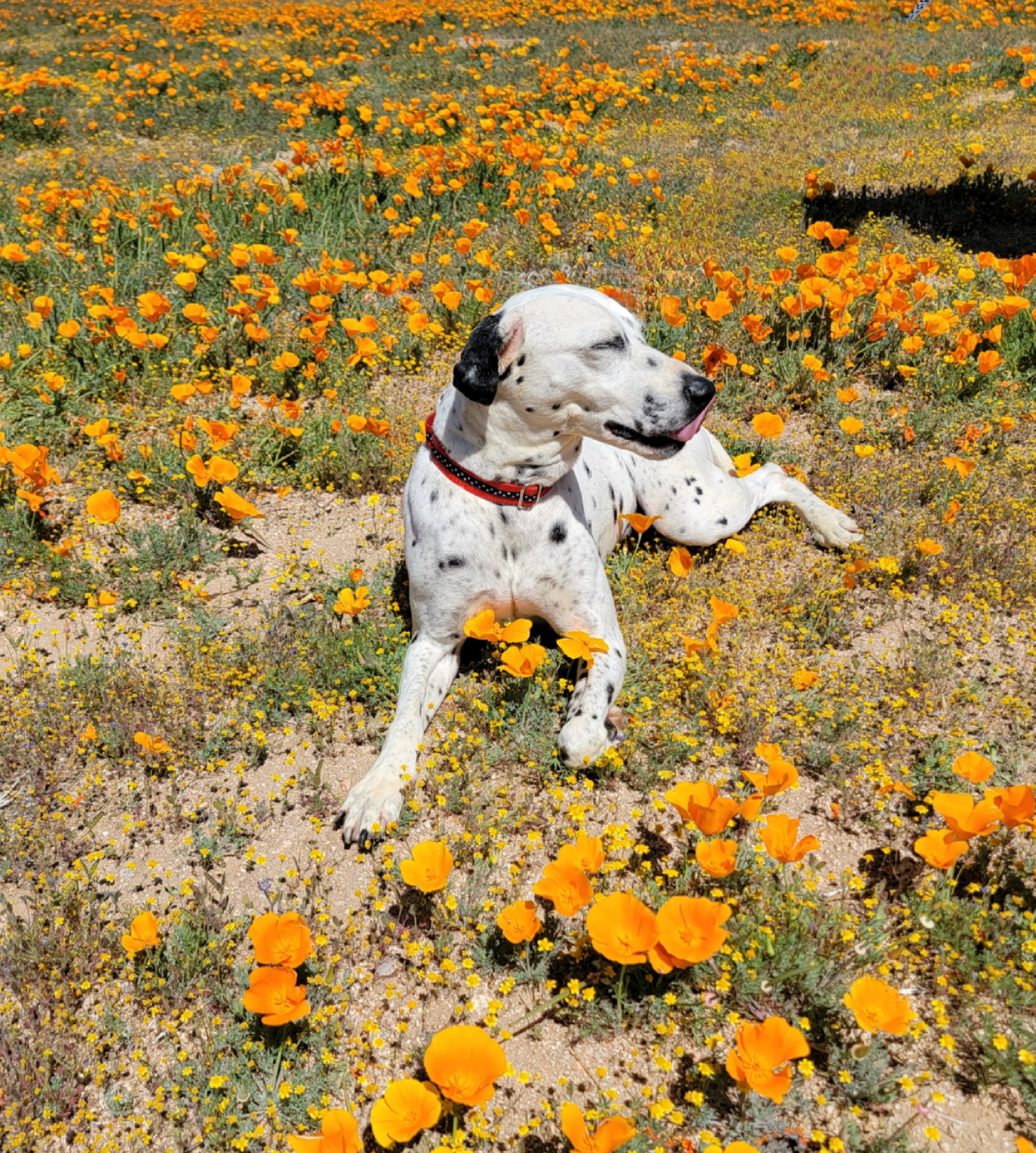 Cookie, a Adoptable Dalmatian in Lancaster, CA image 4/4
