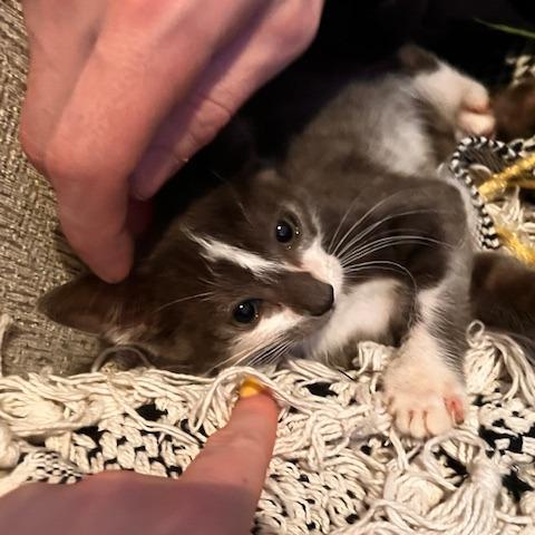 Mrs Wonderful, Adoptable, Young Female Domestic Short Hair.