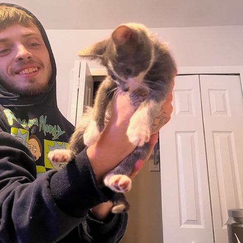 Enlarge Mrs Wonderful, a Adoptable Domestic Short Hair in Austin, TX image 2/4