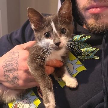 Enlarge Mrs Wonderful, a Adoptable Domestic Short Hair in Austin, TX image 3/4