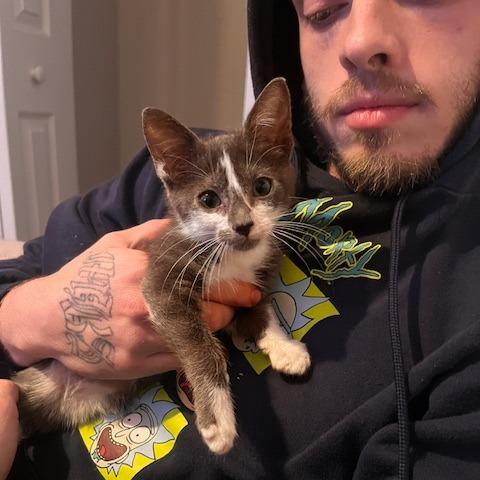 Enlarge Mrs Wonderful, a Adoptable Domestic Short Hair in Austin, TX image 4/4