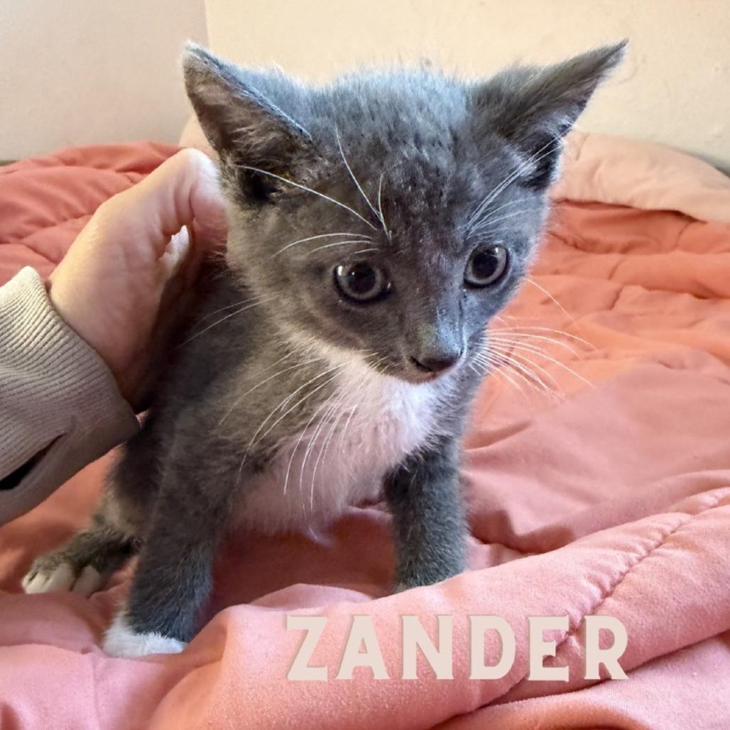 Zander, Adoptable, Kitten Male Domestic Short Hair.