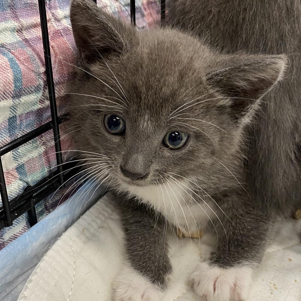 Enlarge Zander, a Adoptable Domestic Short Hair in Westminster, CA image 2/3