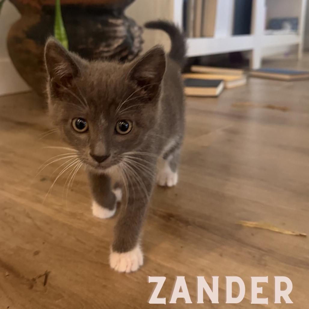 Enlarge Zander, a Adoptable Domestic Short Hair in Westminster, CA image 3/3