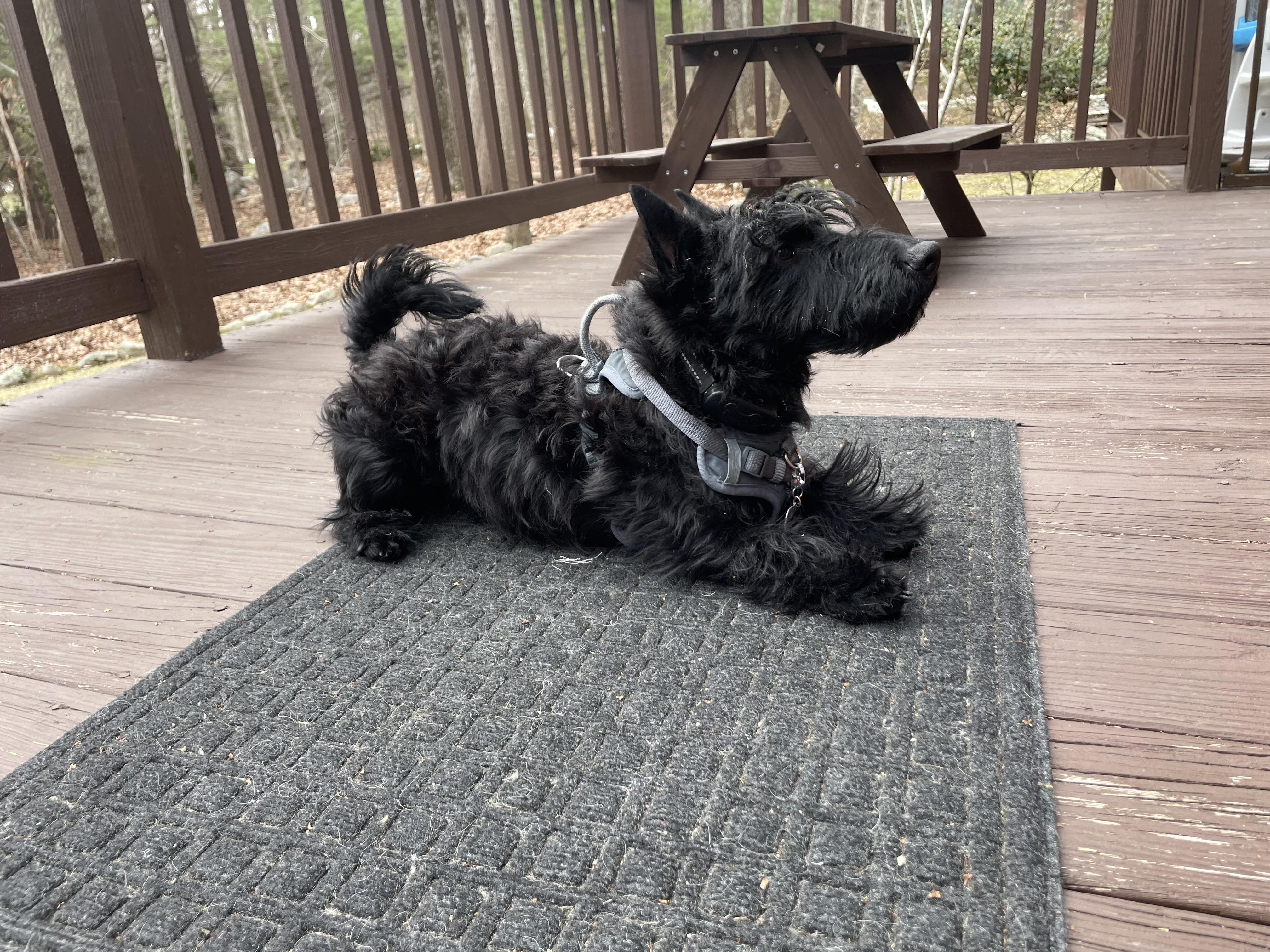 Enlarge Winston , a ADOPTABLE Scottish Terrier in Rockaway, NJ image 2/2