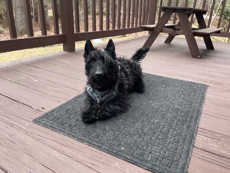 Enlarge Winston , a ADOPTABLE Scottish Terrier in Rockaway, NJ video 1/2