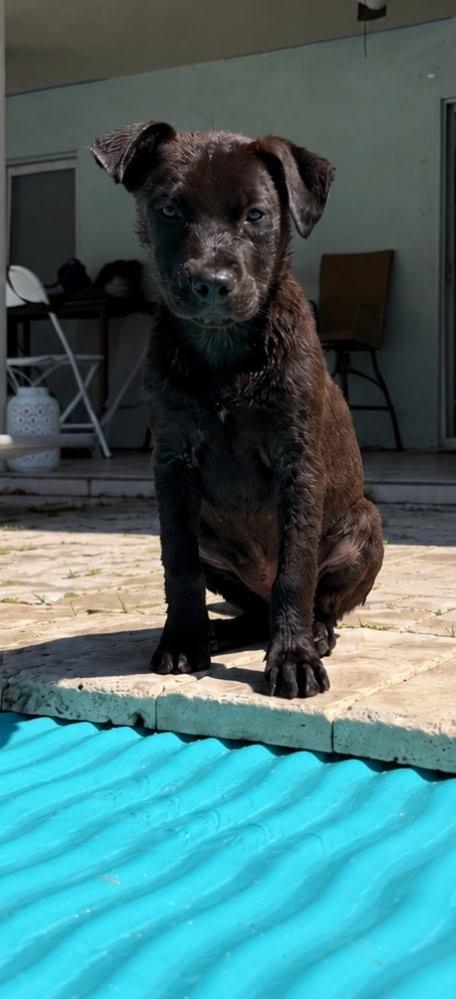 Zoe, a ADOPTABLE mixed breed in Lake Worth, FL image 4/4