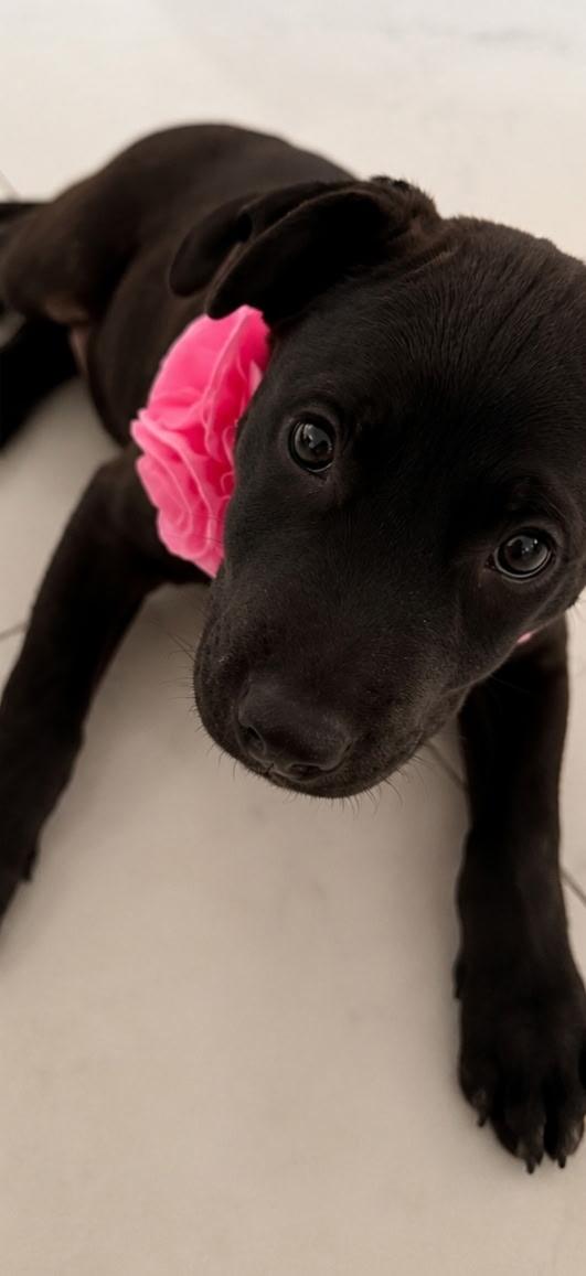 Zoe, a ADOPTABLE mixed breed in Lake Worth, FL image 2/4