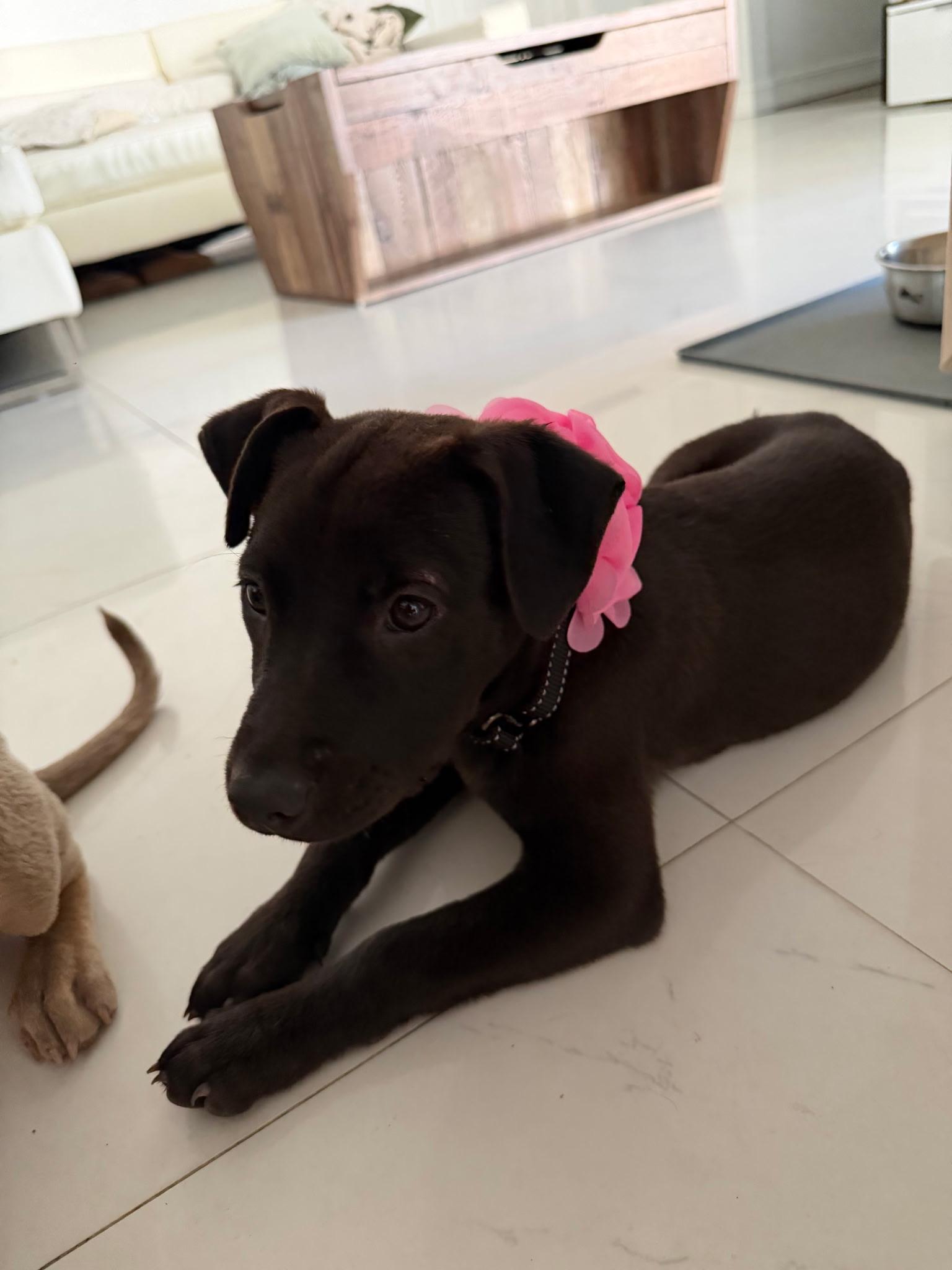 Zoe, a ADOPTABLE mixed breed in Lake Worth, FL image 3/4