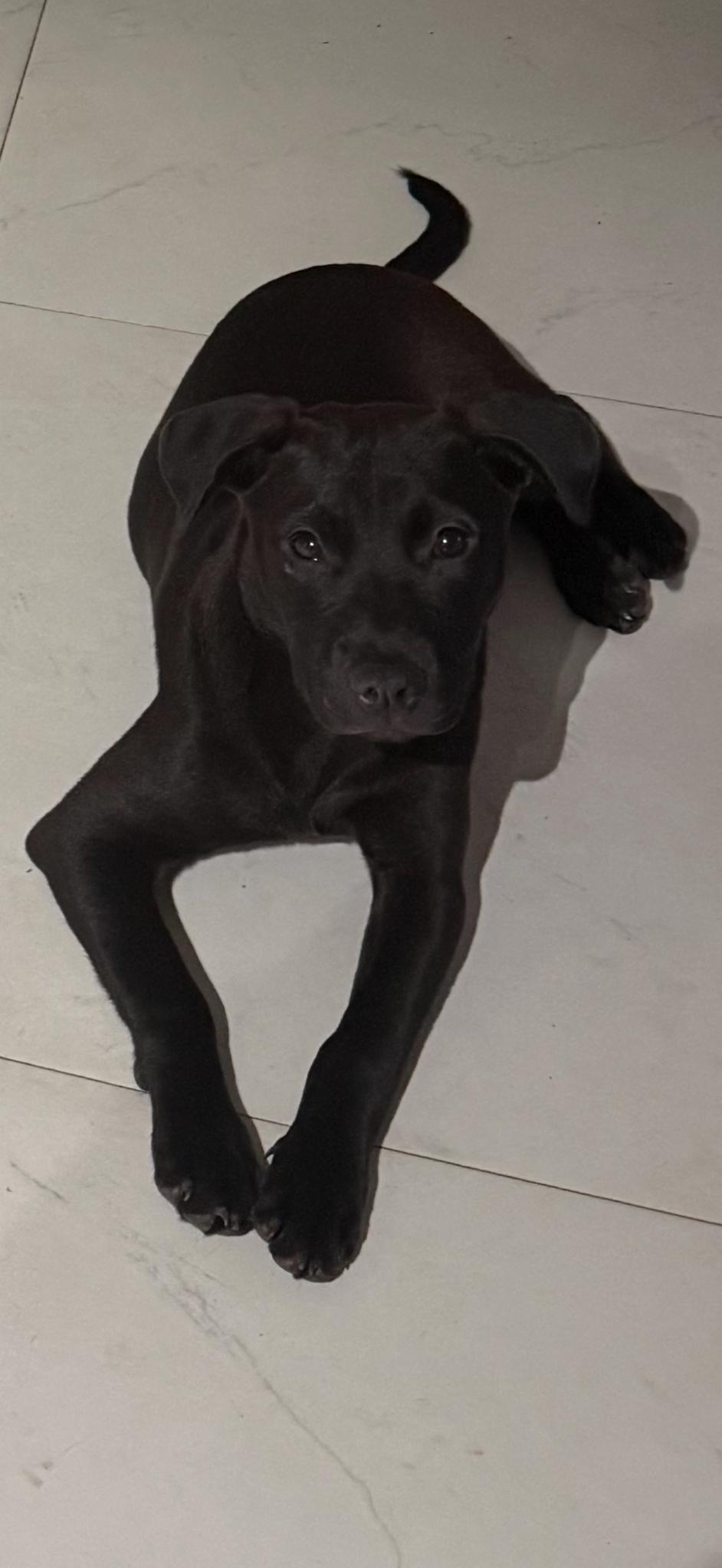 Enlarge Zoe, a ADOPTABLE mixed breed in Lake Worth, FL image 2/5